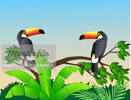 Two toucan bird in the forest