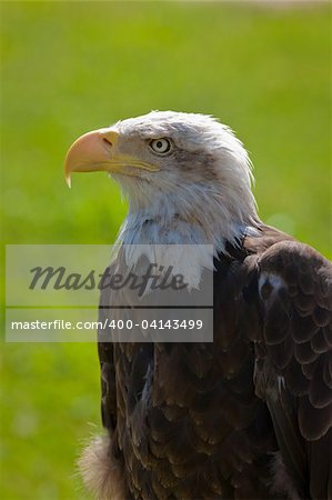 American bald eagle (Haliaeetus leucocephalus) portrait. Background blurred