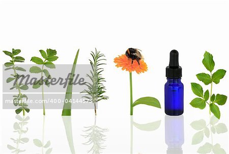 Herb leaf selection with a bumble bee on a  marigold flower,  with an aromatherapy essential oil glass dropper bottle, over white background with reflection.