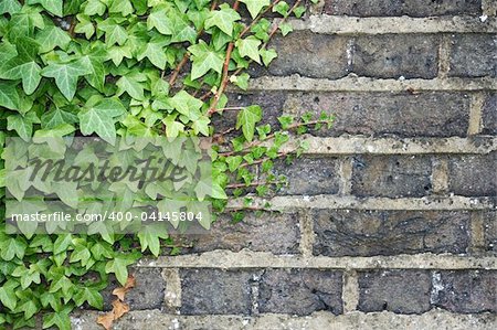 close-up of green ivy climbing up an old brick wall in england