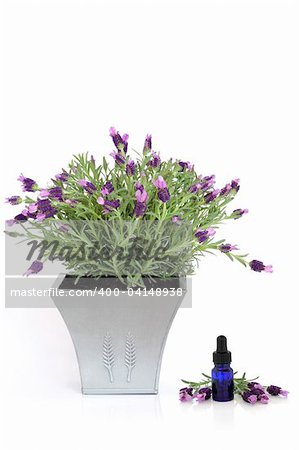 Lavender herb plant in flower in a distressed pewter pot, with an aromatherapy essential oil glass dropper bottle and flowering leaf sprig, over white background.