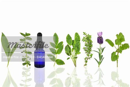 Herb leaf selection of comfrey, peppermint, valerian, sage, thyme, lavender and lemon balm with an aromatherapy essential oil glass dropper bottle, over white background.