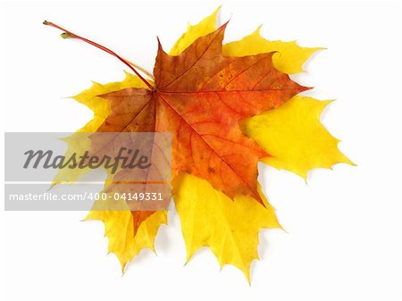 two bright autumnal maple leaves on white