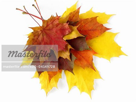 bright autumnal maple leaves pile on white