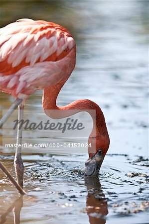 Pink Flamingo