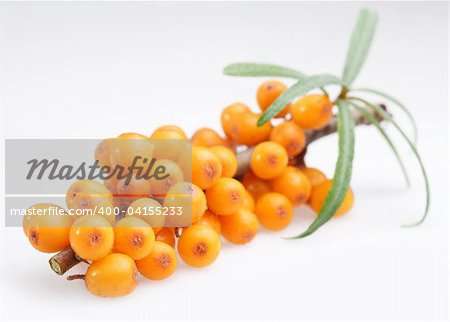 A branch of sea buckthorn on a white background