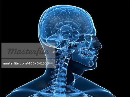 3d rendered x-ray illustration of ahuman head with brain