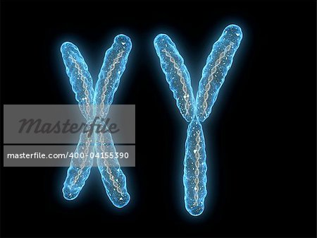 3d rendered close up of  x y- chromosome