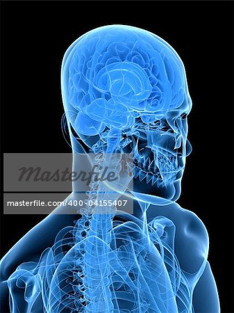 3d rendered x-ray illustration of a human head with brain