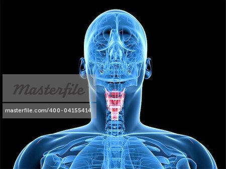 3d rendered x-ray illustration of a human head with highlighted larynx
