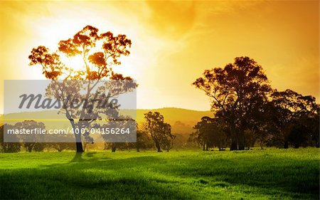 Gorgeous rural field in South Australia