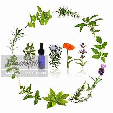 Medicinal and culinary herb leaves and flowers  in a circular design with an aromatherapy essential oil glass bottle, over white background.