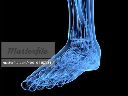 3d rendered x-ray illustration of a human skeletal foot