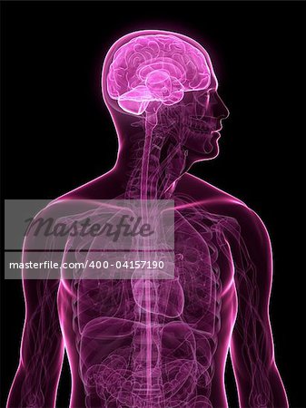 3d rendered x-ray illustration of a human head with brain