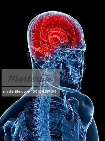 3d rendered x-ray illustration of a human head with highlighted brain