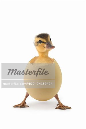 isolated baby duck with white background