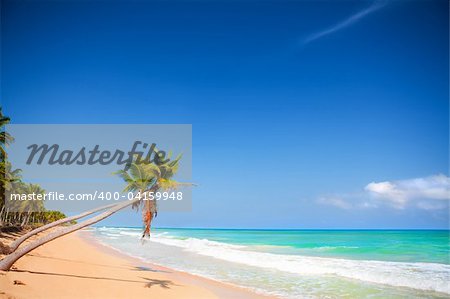 Seashore of Caribbean sea with a palm tree