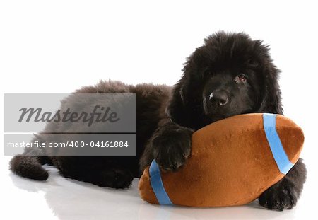 newfoundland puppy playing with stuffed football - twelve weeks old