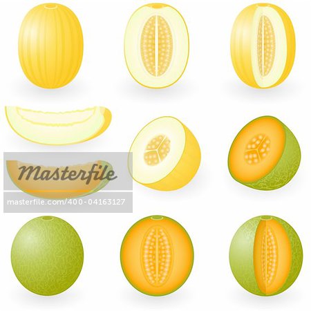 Vector illustration of melons