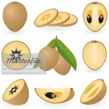 Vector illustration of sapodilla or chiku