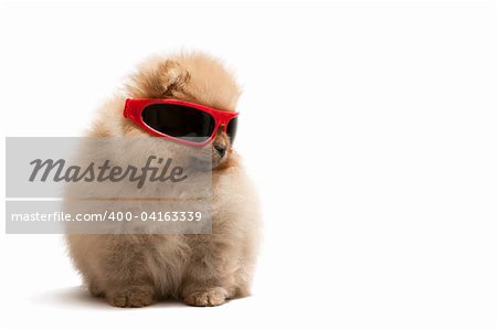 A pomeranian spitz is wearing sunglasses, isolated on white