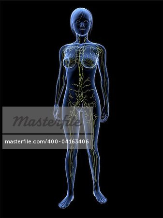 3d rendered illustration of transparent female body with highlighted lymphatic system