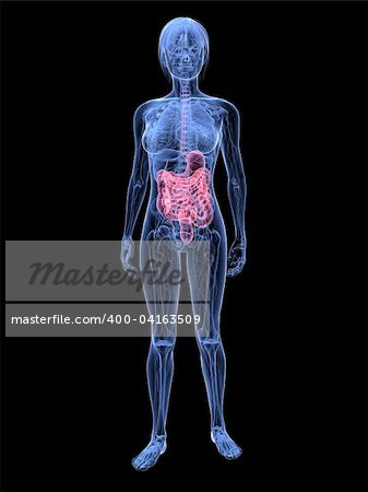 3d rendered illustration of transparent female body with highlighted digestive system