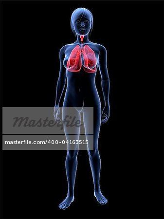 3d rendered illustration of transparent female body with highlighted lung