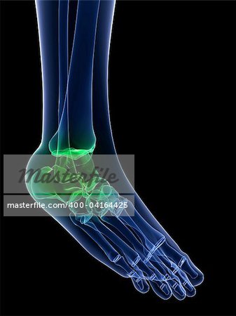 3d rendered x-ray illustration of a foot with highlighted joint