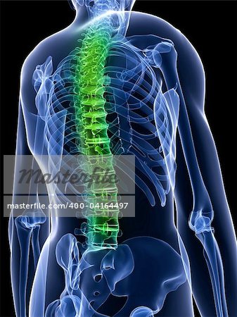 3d rendered x-ray illustration of a human torso with highlighted spine