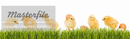 Lots of baby chicken and fresh green grass banner - isolated