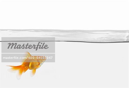 single goldfish in water isolated on white background