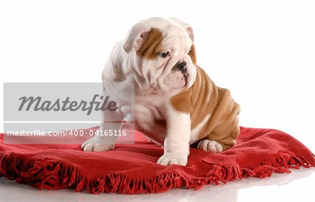 nine week old english bulldog puppy sitting on a red blanket