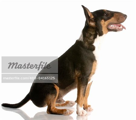 happy tri-color bull terrier sitting with reflection on white background