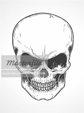 Vektor-Illustration von detaillierten menschlicher Schädel