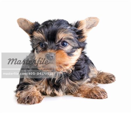 Small Yorkshire Terrier puppy on white background