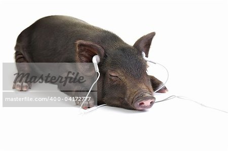 Small black pig lying down and listening to music through white headphones.