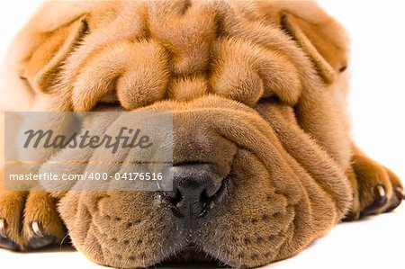 Funny sharpei puppy isolated on white background