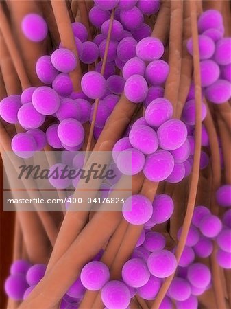 3d rendered close up of staphylococcus aureus bacteria