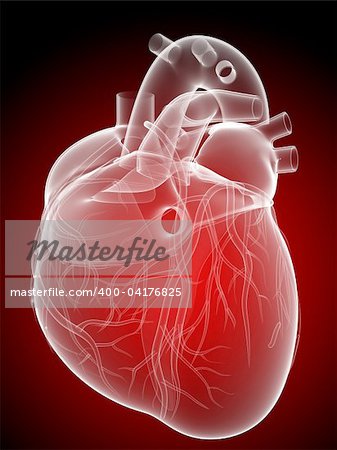 3d rendered anatomy illustration of a human heart