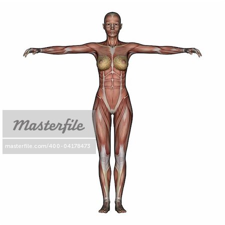 3D render depicting human anatomy - muscles - female