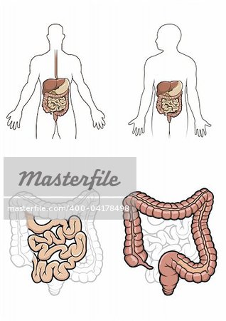 Diargram showing the human digestive system in vector