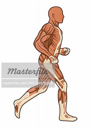 A running figure of human anatomy in vector