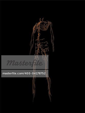 3d rendered illustartion of human lymphatic system