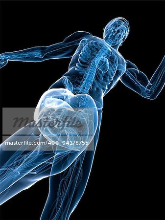 3d rendered x-ray illustration of a healthy knee