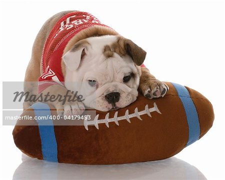 english bulldog puppy with stuffed football - nine weeks old