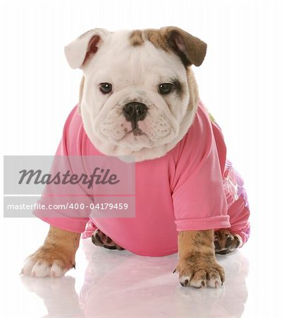 female english bulldog puppy dressed in pink shirt on white background