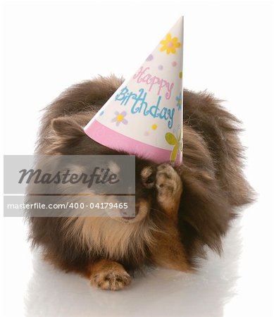 birthday dog - pomeranian rubbing side of head wearing happy birthday hat