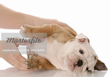 hands reaching in to pick up an english bulldog puppy on white background