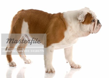 five month old english bulldog puppy standing up with reflection on white background